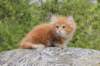 zurielsibdy228viikkoa304202530_small.jpg