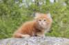 zurielsibdy228viikkoa304202531_small.jpg