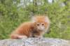 zurielsibdy228viikkoa304202532_small.jpg