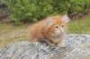 zurielsibdy228viikkoa304202533_small.jpg