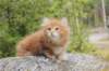 zurielsibdy228viikkoa304202534_small.jpg