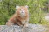 zurielsibdy228viikkoa304202535_small.jpg
