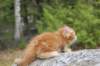 zurielsibdy228viikkoa304202538_small.jpg