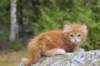 zurielsibdy228viikkoa30420254_small.jpg