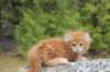 zurielsibdy228viikkoa30420255_small.jpg