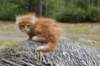 zurielsibdy228viikkoa30420258_small.jpg