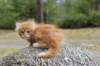 zurielsibdy228viikkoa30420259_small.jpg