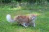 zacaras1v3vi15716_small.jpg