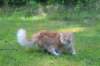 zacaras1v3vi15717_small.jpg