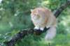 zacaras1v3vi15727_small.jpg