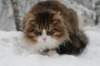 fiamanteszorbaabout2years1322016146_small.jpg