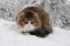 fiamanteszorbaabout2years1322016147_small.jpg