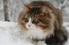 fiamanteszorbaabout2years1322016148_small.jpg