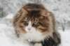 fiamanteszorbaabout2years1322016149_small.jpg