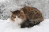 fiamanteszorbaabout2years1322016150_small.jpg