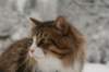 fiamanteszorbaabout2years1322016158_small.jpg