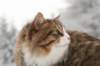 fiamanteszorbaabout2years1322016159_small.jpg