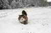 fiamanteszorbaabout2years1322016164_small.jpg