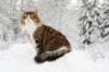 fiamanteszorbaabout2years132201625_small.jpg