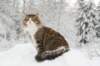 fiamanteszorbaabout2years132201626_small.jpg