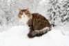 fiamanteszorbaabout2years132201628_small.jpg